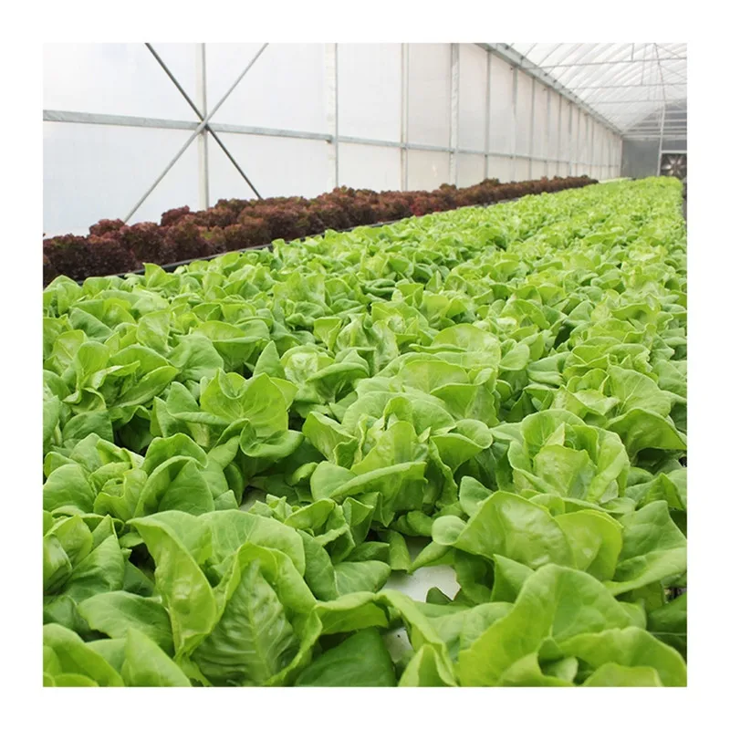 Hot selling economical environmental protect tunnel independent vegetable greenhouse