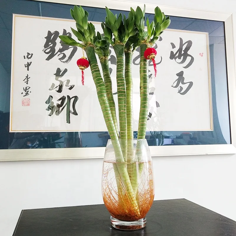 
multi lotus tiger indoor subtropics lucky bamboo 