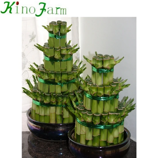 Small 2 Layers Lucky Bamboo