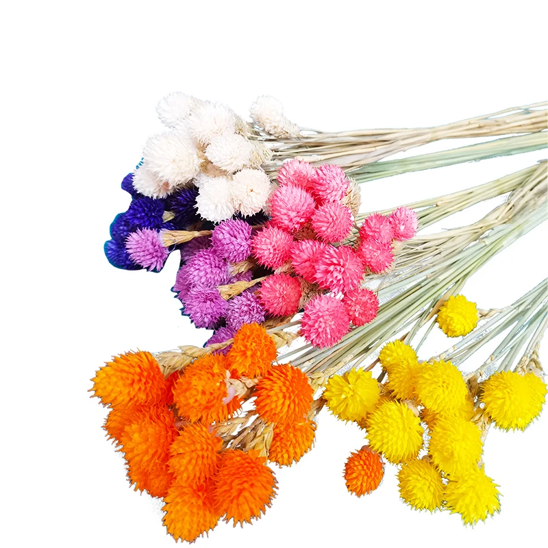 Yunnan Hot Selling Dried Flower Dried sea holly Bunch to Decorate Living Room Lowest Price Flower