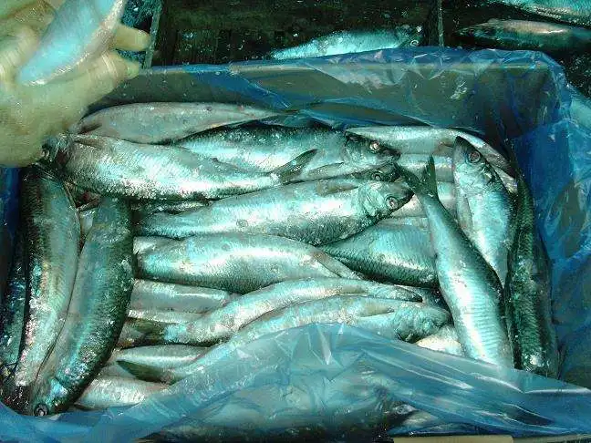 Wholesale Best Selling Supplier Delicious Natural High Quality Frozen Seafood Fish Pacific Canned Herring Fish