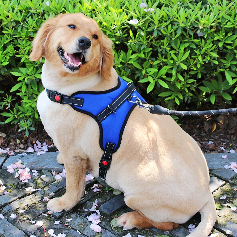 Dog Leash, Dog Rope Harness Suitable for Medium and Large Golden Retrievers, Pet Supplies