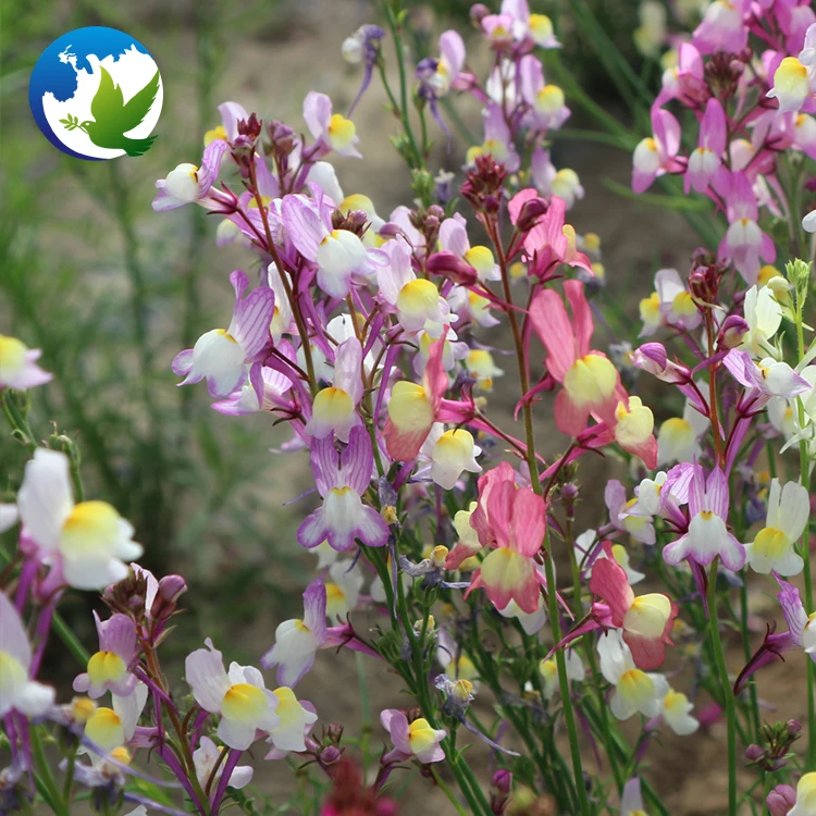 
Perennial Summer Ornamental Flower Seeds Toad Vulgaris Linaria Toadvertisement Flax Toadflax Seeds 
