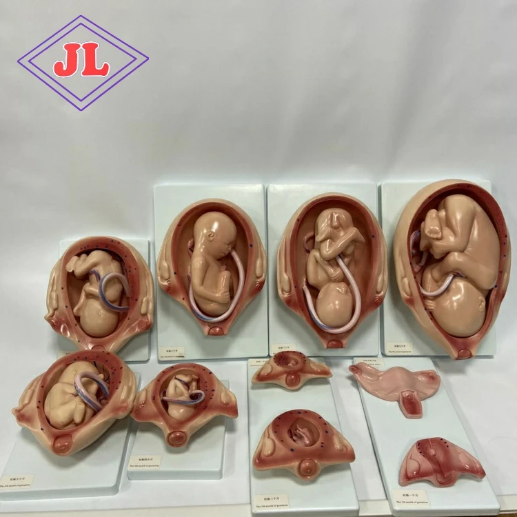 medical science subject Simulator   Medical Teaching Series Child Birth & Fetus The Development Process for Fetus
