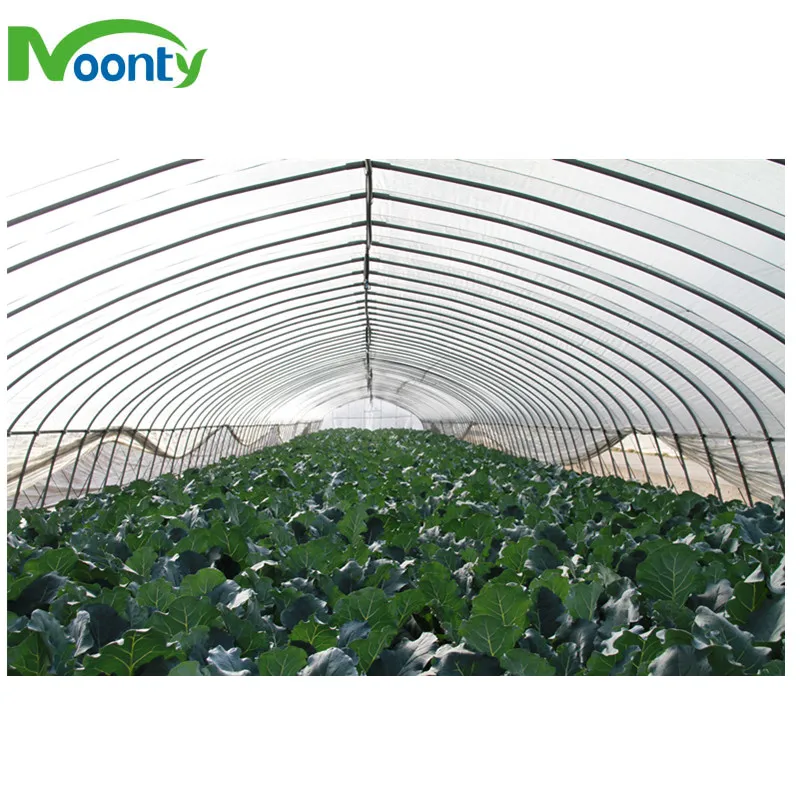 China Supplier Cheap Price Tunnel Greenhouse for Tomato/Cucumber/Lettuce/Cherry/Celery/Pepper/Eggplant/Herb/Strawberry Growing