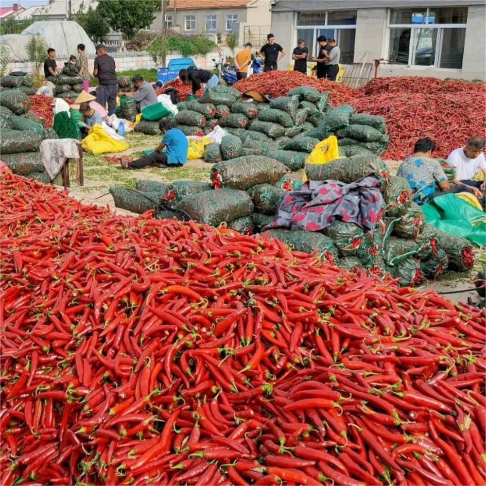 Wholesale Dried Herb Granule Chili Natural AD Raw Hot Spicy Chili Sauce Sichuan Red Pepper Seeds Fd Chili Devil Pepper