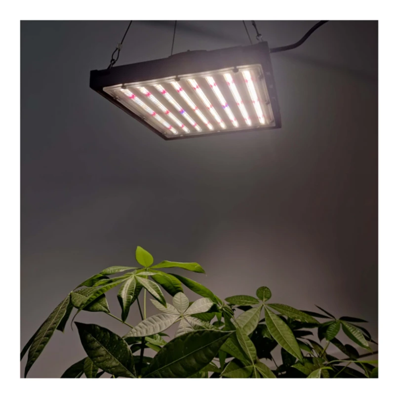 2021 Newest Design 150 480 Watt Quantum CE ROHS For Vertical Farming Horticulture