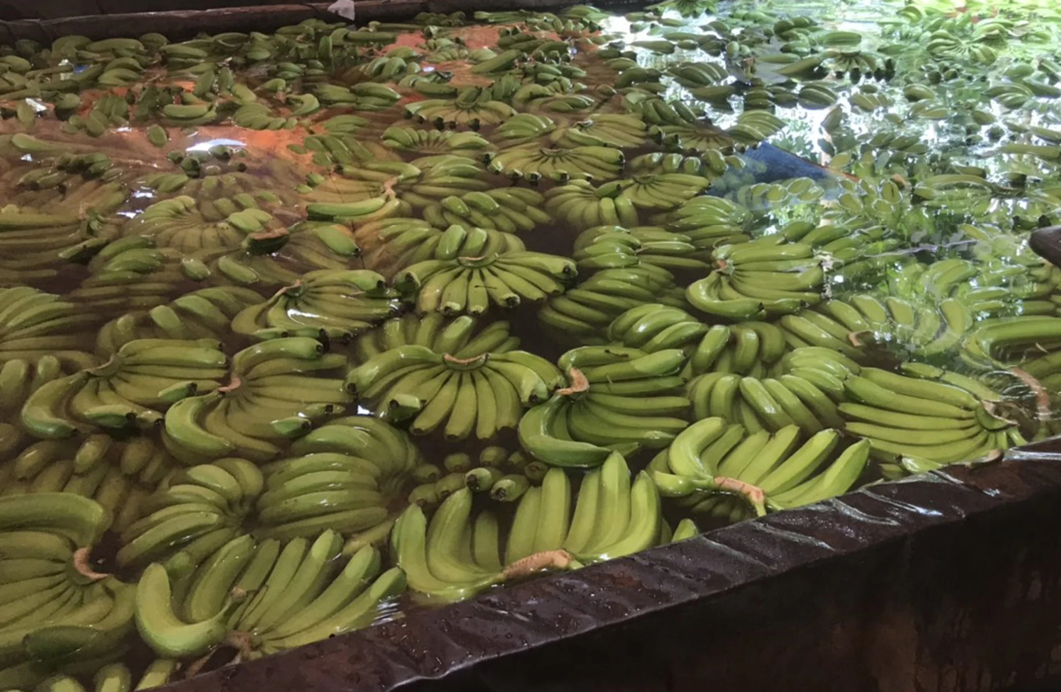 CAVENDISH BANANA, VIETNAM ORIGIN, HIGH QUALITY, BEST PRICE FOR DIRECT EATING, CROP 2022-2023