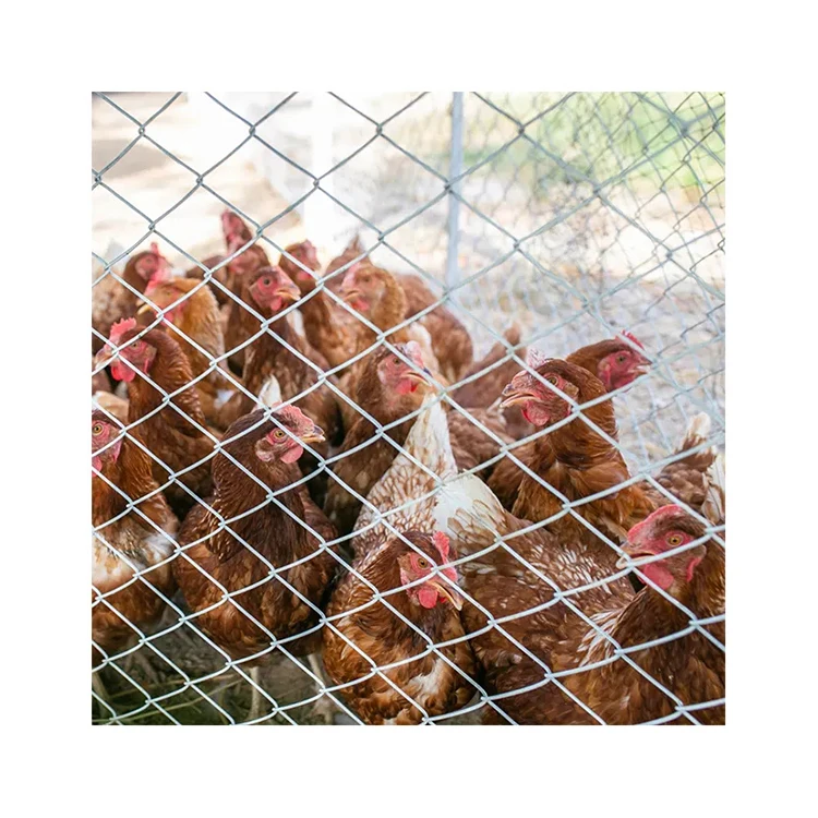 Свежие яйца, оптовая продажа, низкая цена, 100% натуральные поставщики, продукты для животных, коллаген, еда для завтрака, куриные яйца