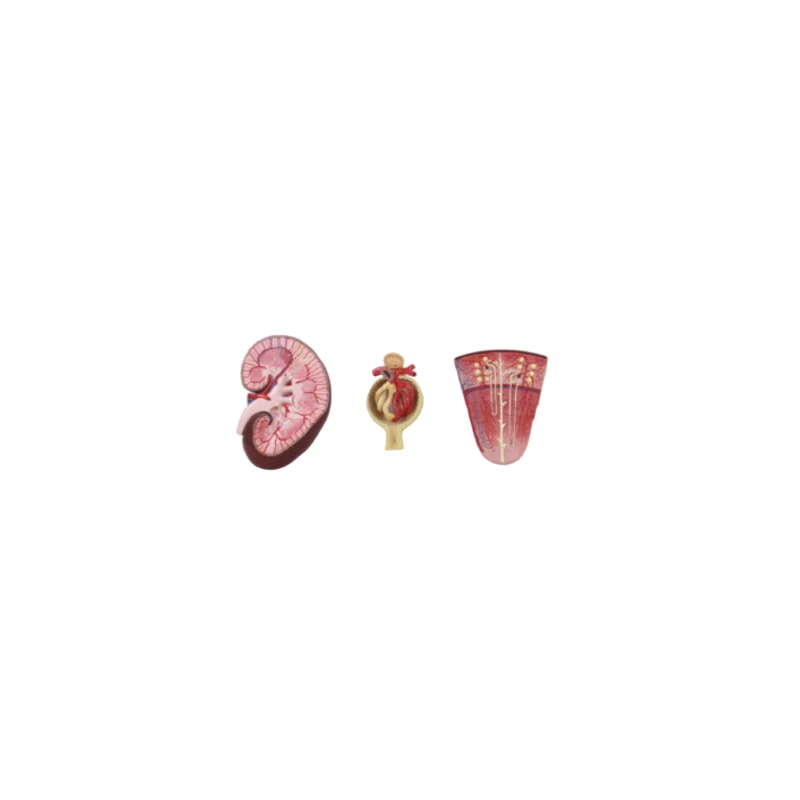 ADA-A1080 PVC Anatomical Kidney Model Nephron and Glomerulus Profile for Medical Science for Nurse Training and School Use
