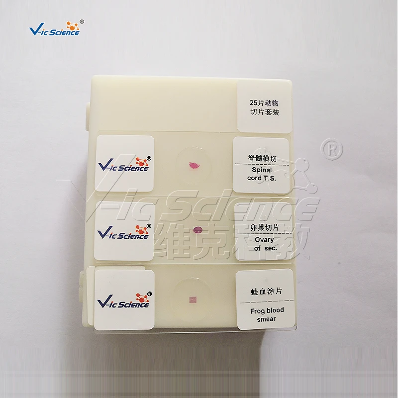 Medical Student Pathology Microscope Slide Medical Zoology Parasitology Microscope Slide Preparation