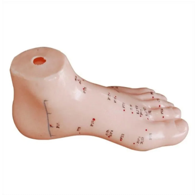 teaching foot acupuncture model 13cm for students learning