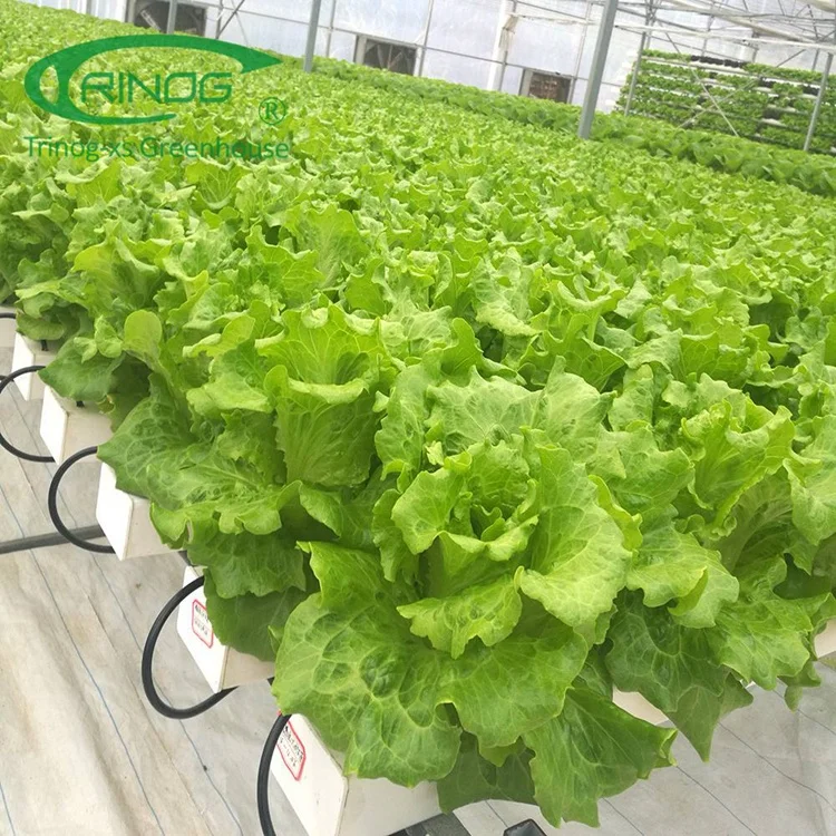 Trinog greenhouse Agricultural Commercial NFT lettuce cultivation Hydroponics System for Film Green House