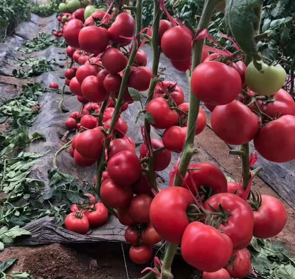 Гибридные семена красных томатов F1