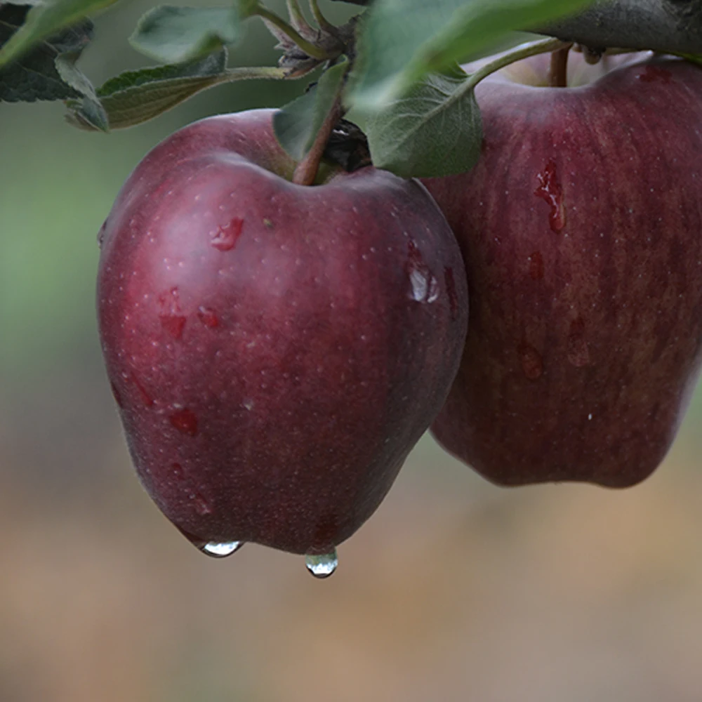fresh huaniu apple