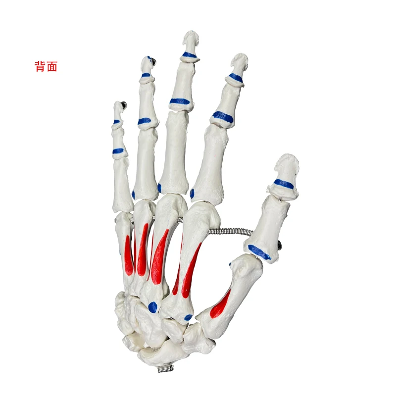 Human anatomical model Human skeleton model  Attached muscle starting and ending points Life size hand joint model