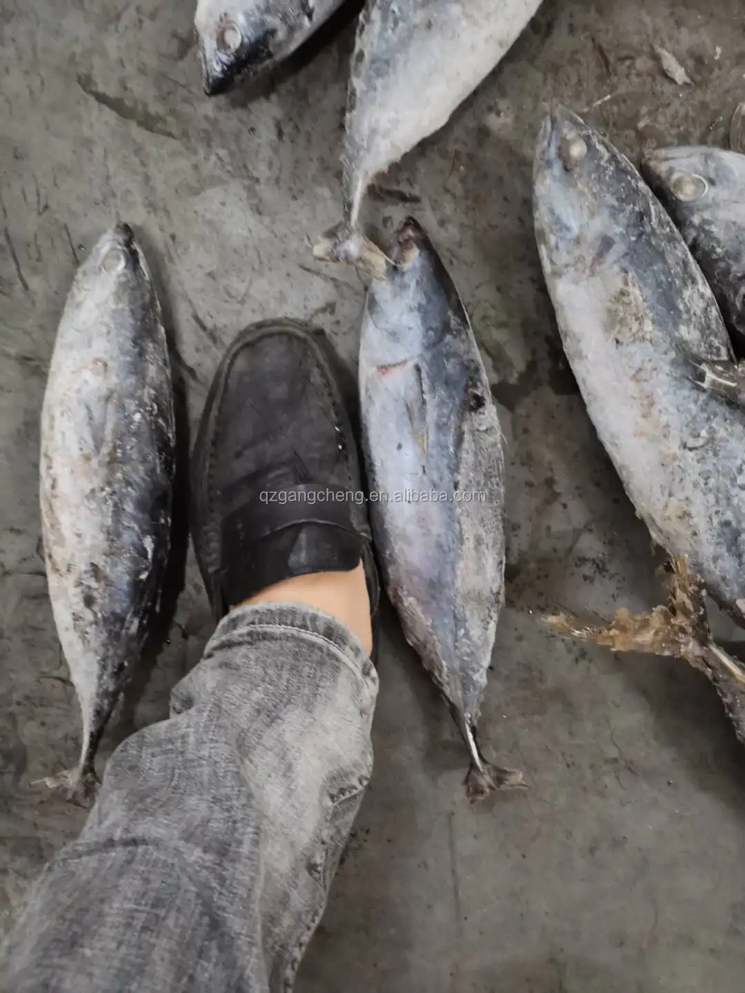 
New 750g+ frozen_on_board little tunny Tuna /Yellowfinned albacore wholesale low price 