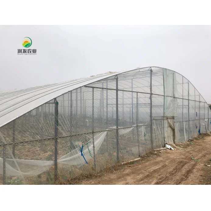 Easily Assembled Steel Structure Tunnel Solar Greenhouses For Seed Planting