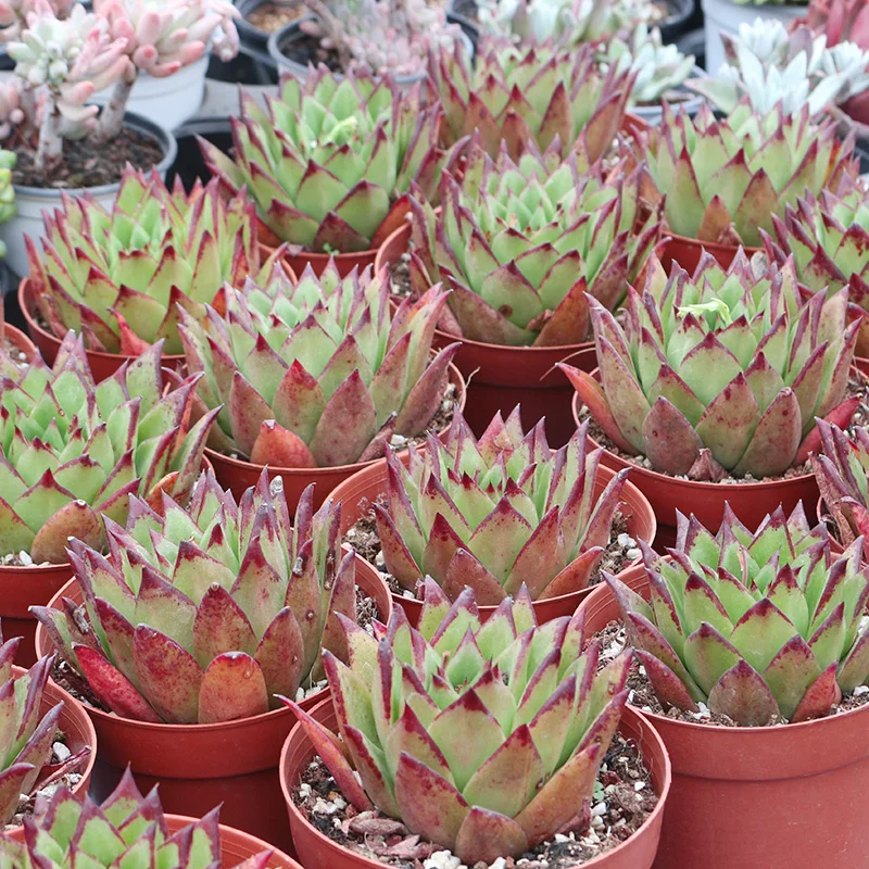 
artifical succulent plants big Live succulent plants natural indoor for desk China plant farm 