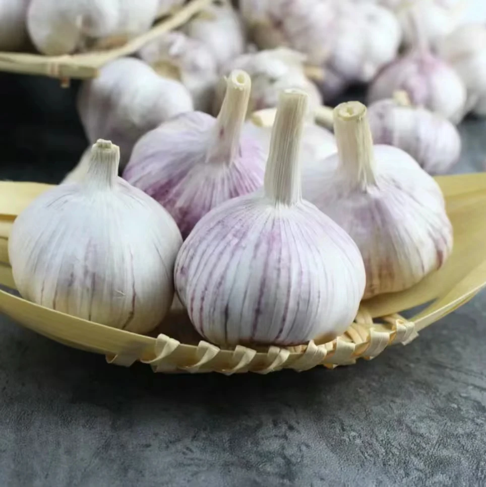 Wholesale Purple Single Clove Peel White Garlic G1 Garlic Seed Buyer for Sale