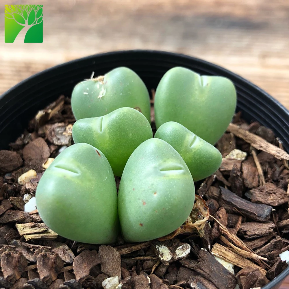 Wholesale plant farm real succulent plants living stones Conophytum cinereo viride for plantes
