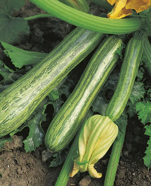 Caserta  F1 Hybrid  Green Caserta Type Vegetable Zucchini Squash Seeds