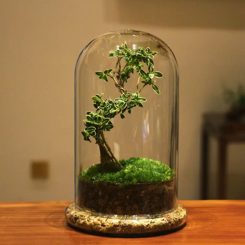 Bell Cloche Dome Glass Terrarium with Base 15*20cm Table Vase for Display