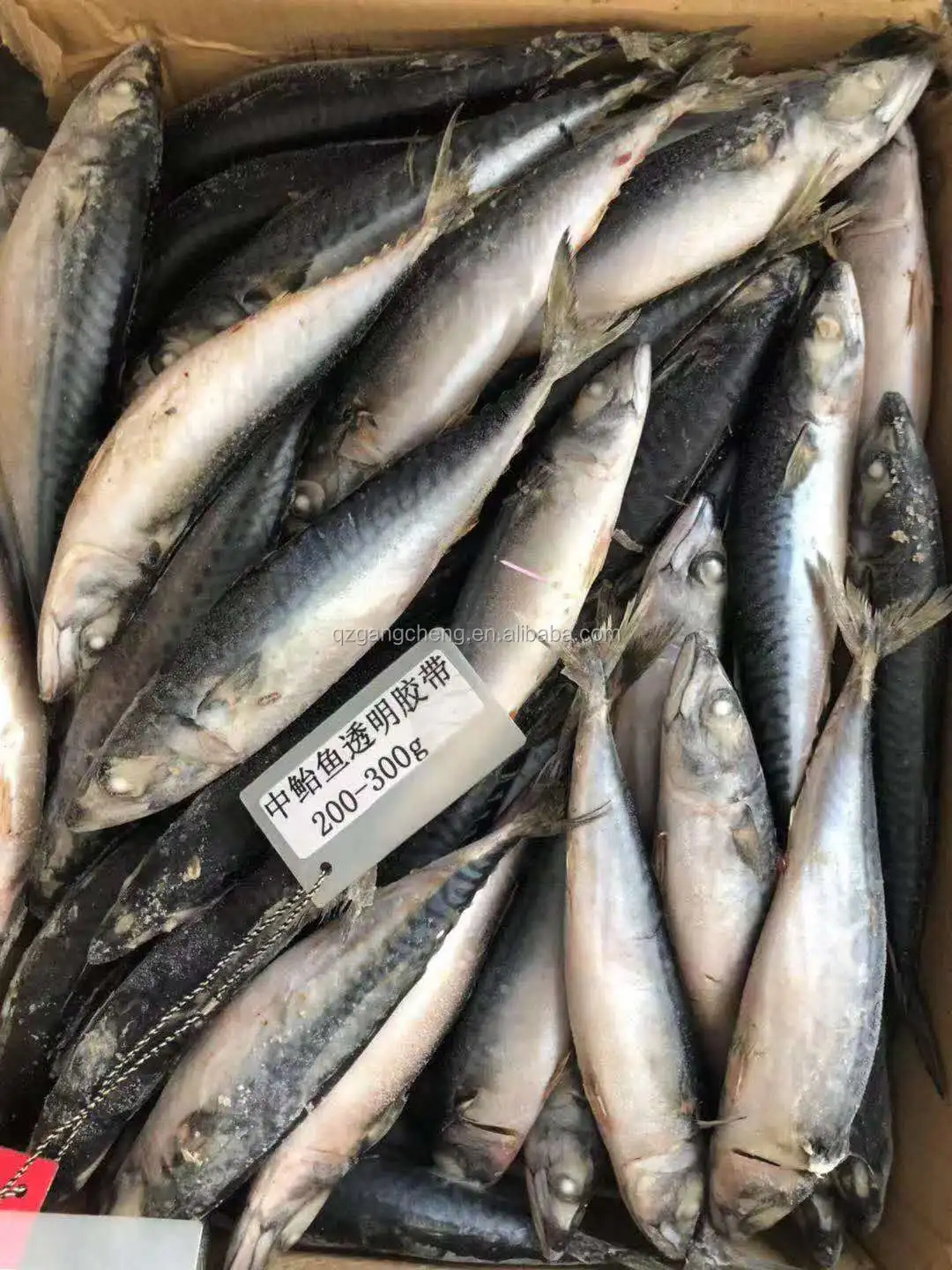 
best iqf mackerel spain mackerel W/R in Good Shape chinese direct mackerel bati fish 