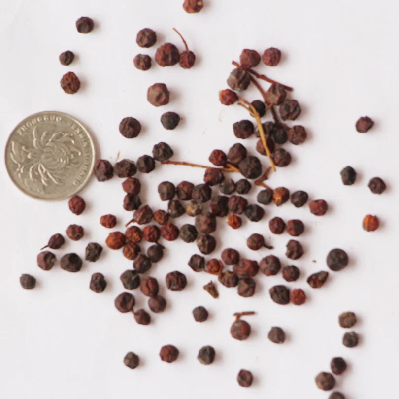 High Quality Natural Plants Seeds Photinia X Seeds For Planting