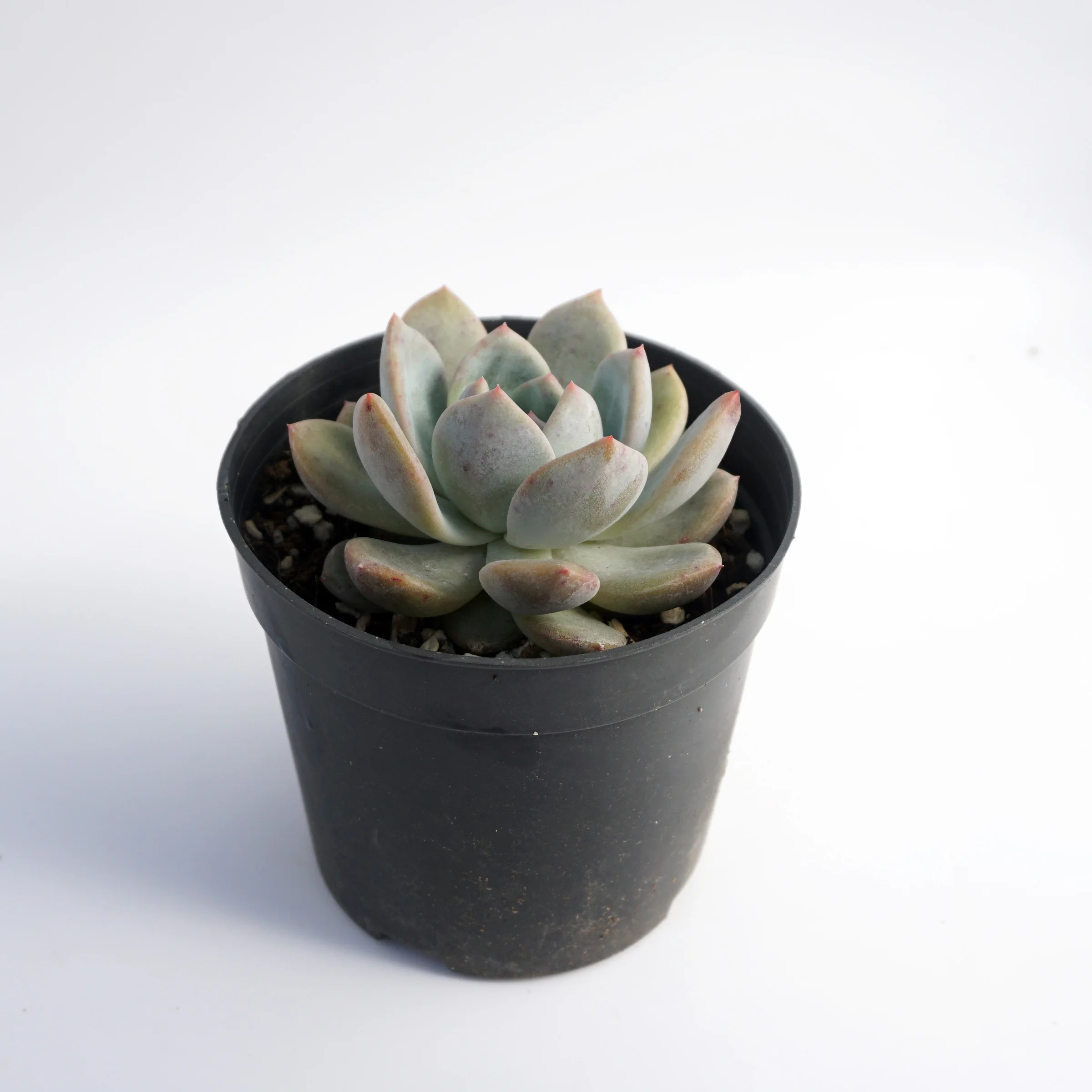 factory direct supply High Quality suculentas natural variegated echeveria rare succulent plants