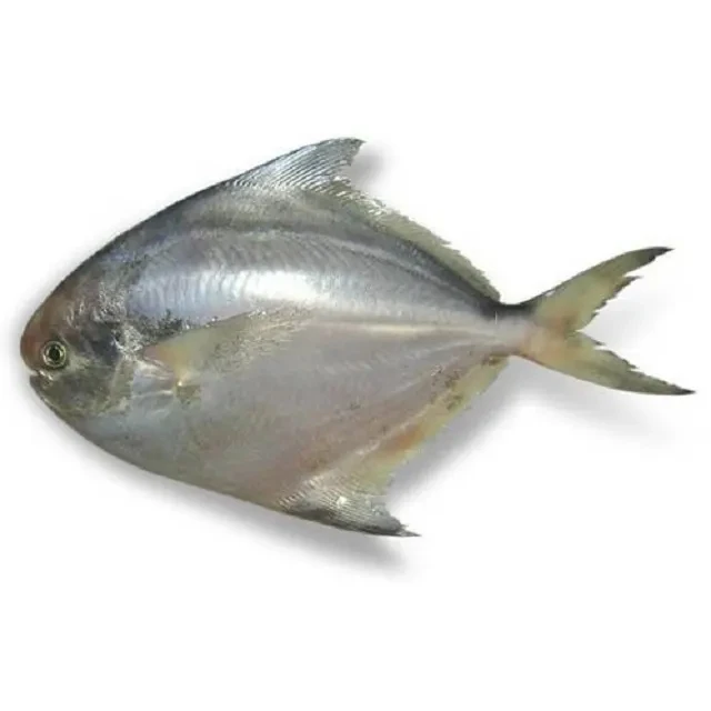 Frozen Fish Wholesale Silver Pomfret IQF 100/150g Cheap Price Origin China