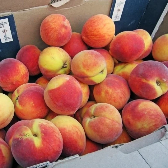 
Fresh Peaches 
