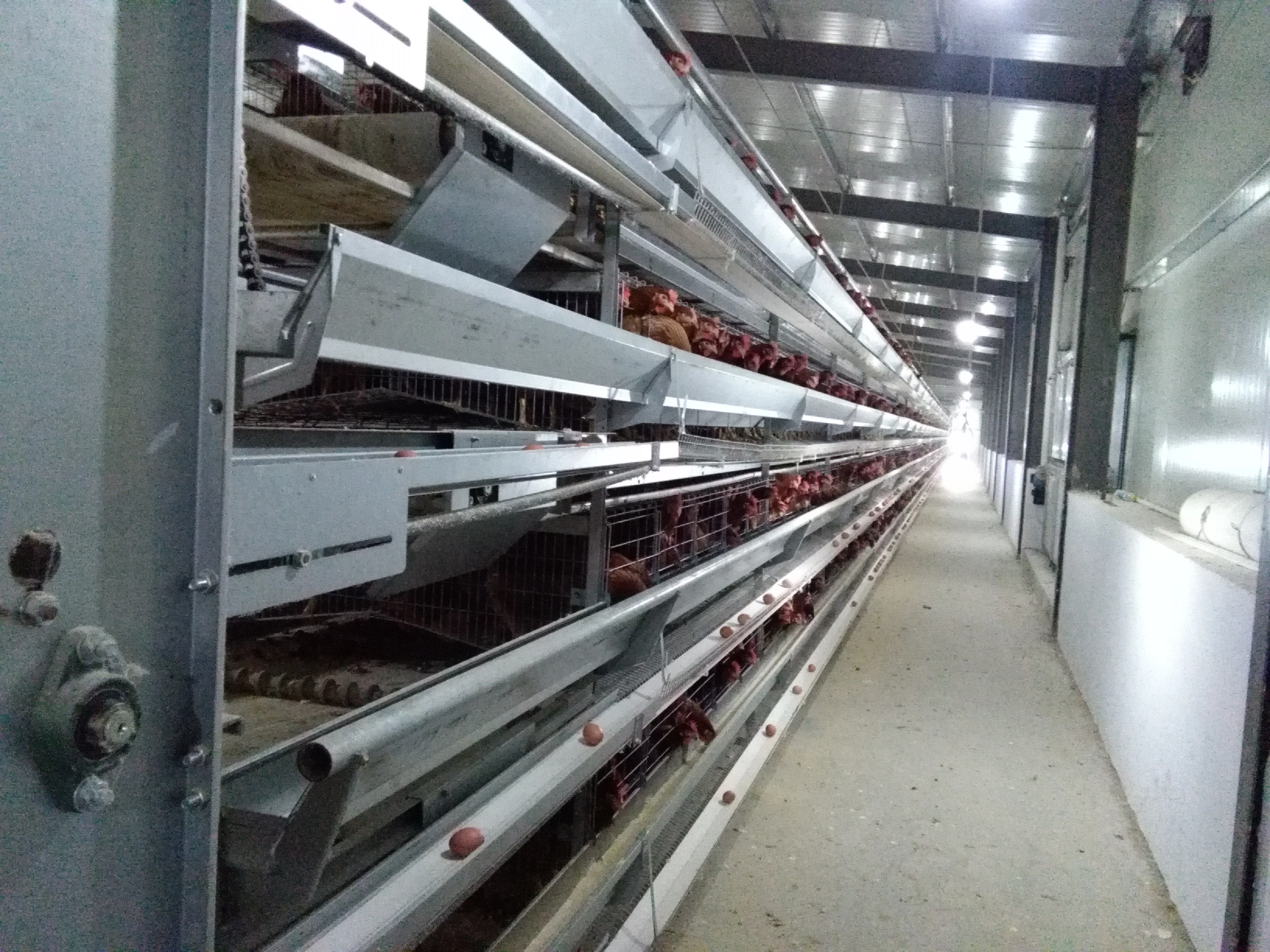 Steel Structure Building Chicken Shed Poultry House Cattle Pig Sheep  Farms Full-automatic Steel Structure