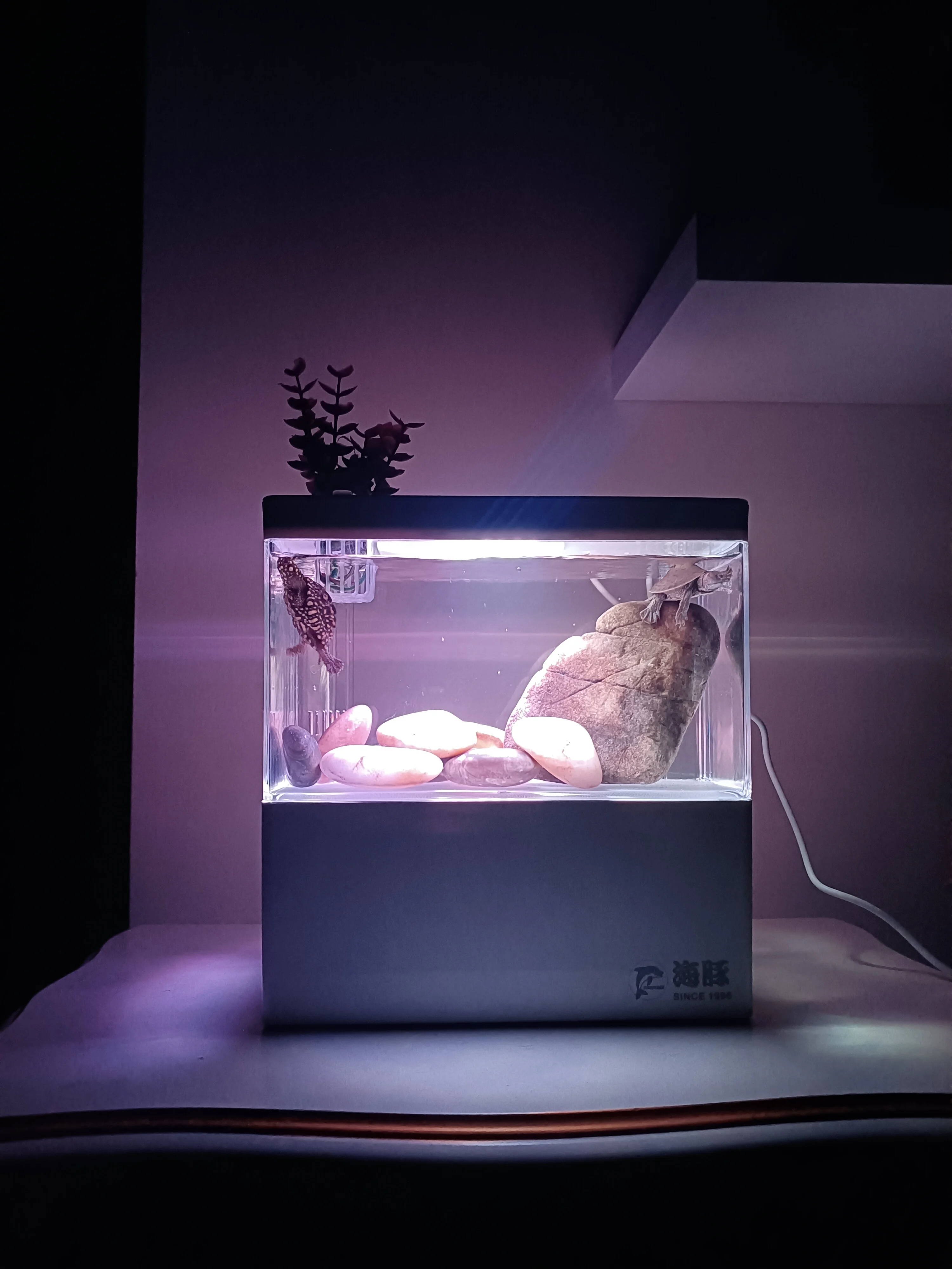 Eco-Friendly Plastic Desktop Mini Fish Tank Tropical Acrylic Aquarium with LED Light and Filter Water Usage Fish Tank