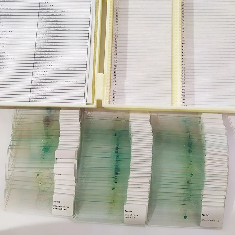 educational suppliers Staphylococcus aureus Smear microscope prepared slides microbiology accessories single item