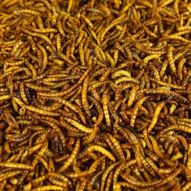 
dried mealworm for bird,Yellow Dried Mealworms Yellow Wholesale High Quality Yellow Dried Edible Mealworms,Dried Mealworm Powder 