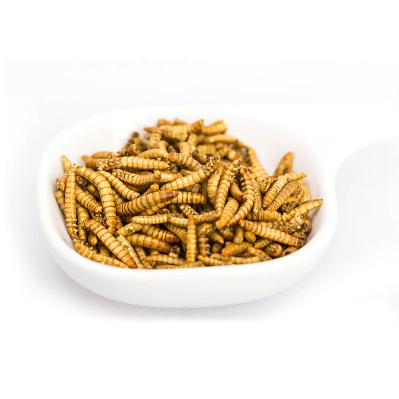 New Stock Arrival Highly Popular Bird Food Tasty Dry Bugs Suitable for All The Birds