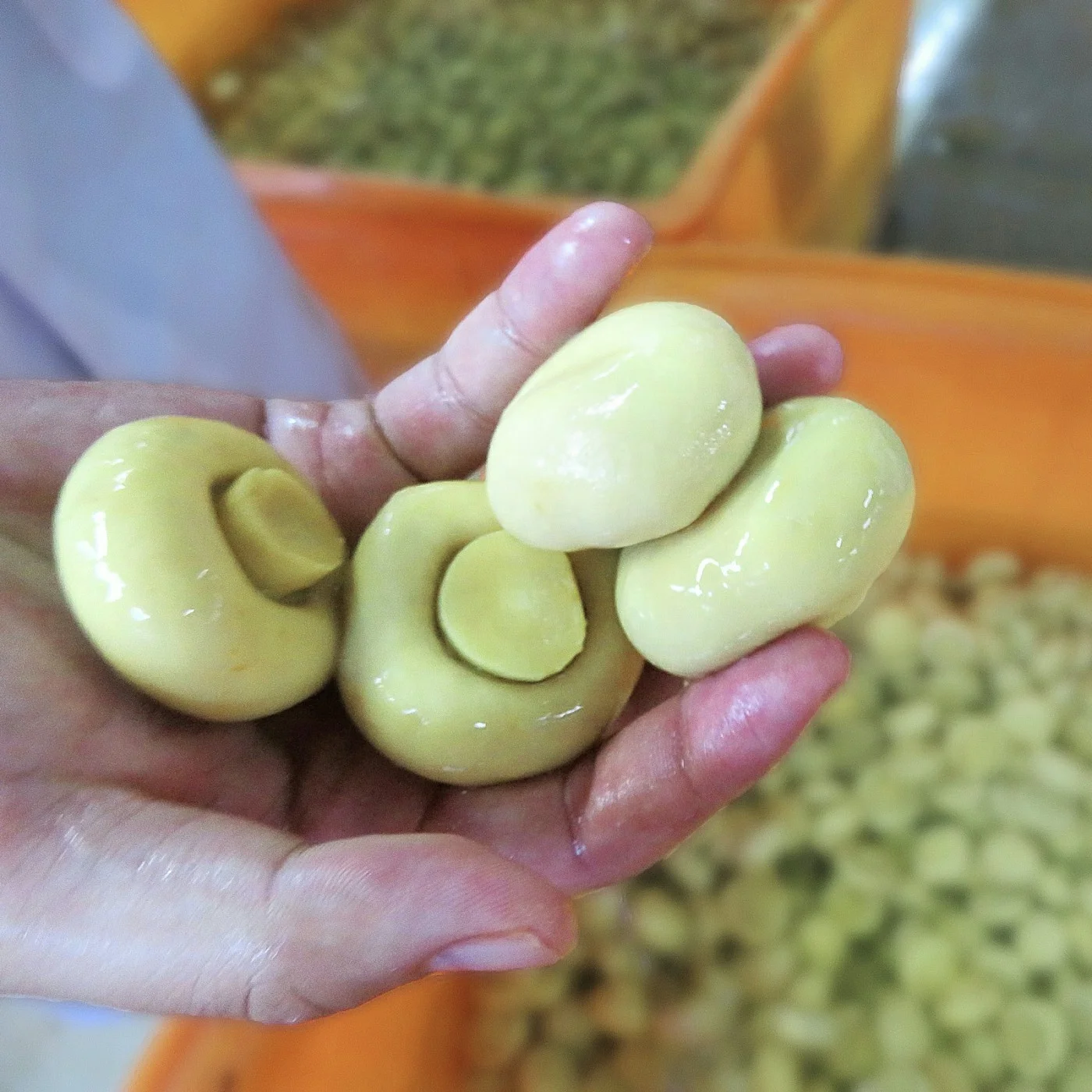 Best Canned Mushrooms Mushroomcanned 425g Champignon Mushroom Factory Direct Supply