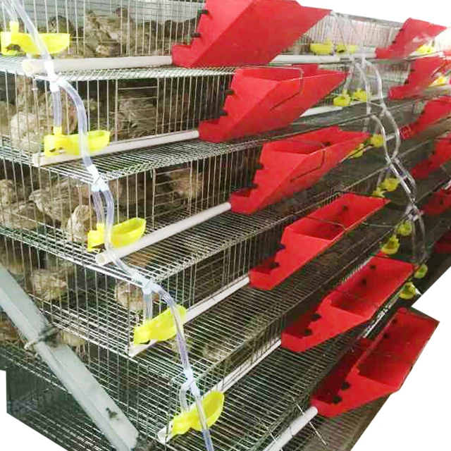 
Automatic quail farm cage New design quail layer cage for quail farming 
