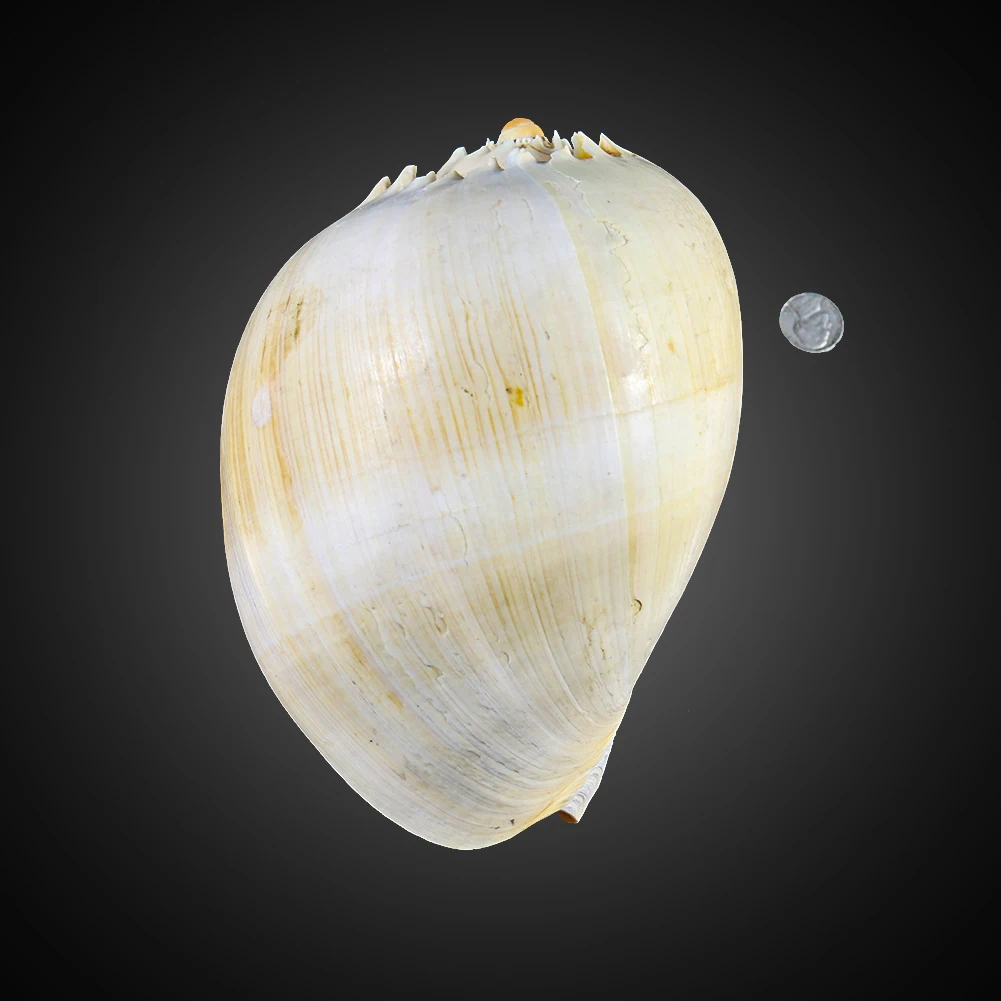 
Wholesale natural spiral beautiful crack large shell conch 
