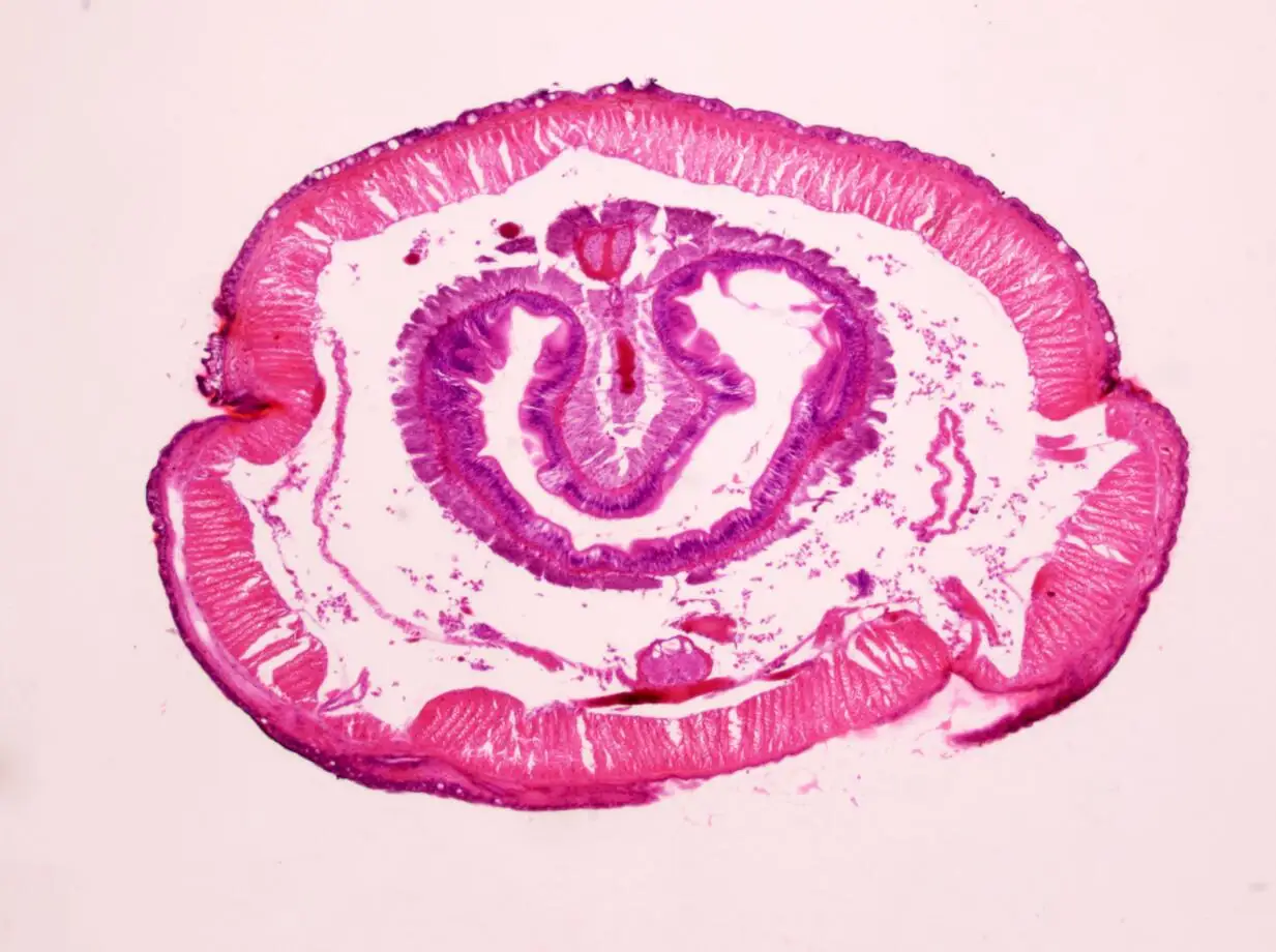 Biological Microscopes Slides Middle School Student Gift Teaching Resource 10 pcs Set Zoology Prepared Slides