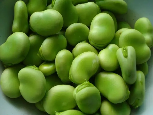 
Chinese new crop broad beans 