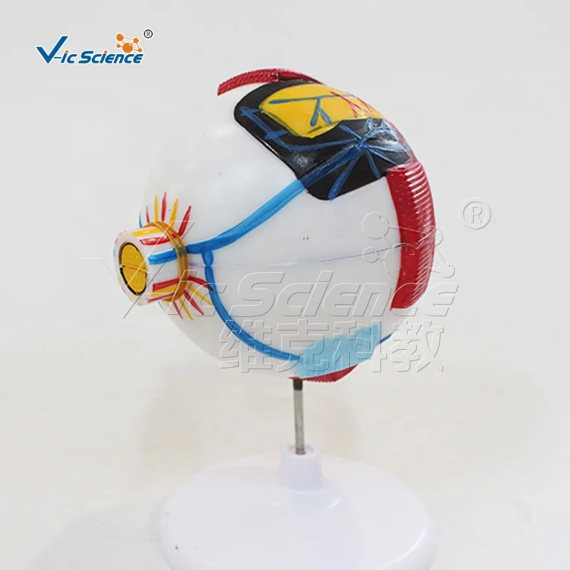 Anatomical Model of Eyeball Anatomy Model Medical Model for Teaching Human Anatomy Science