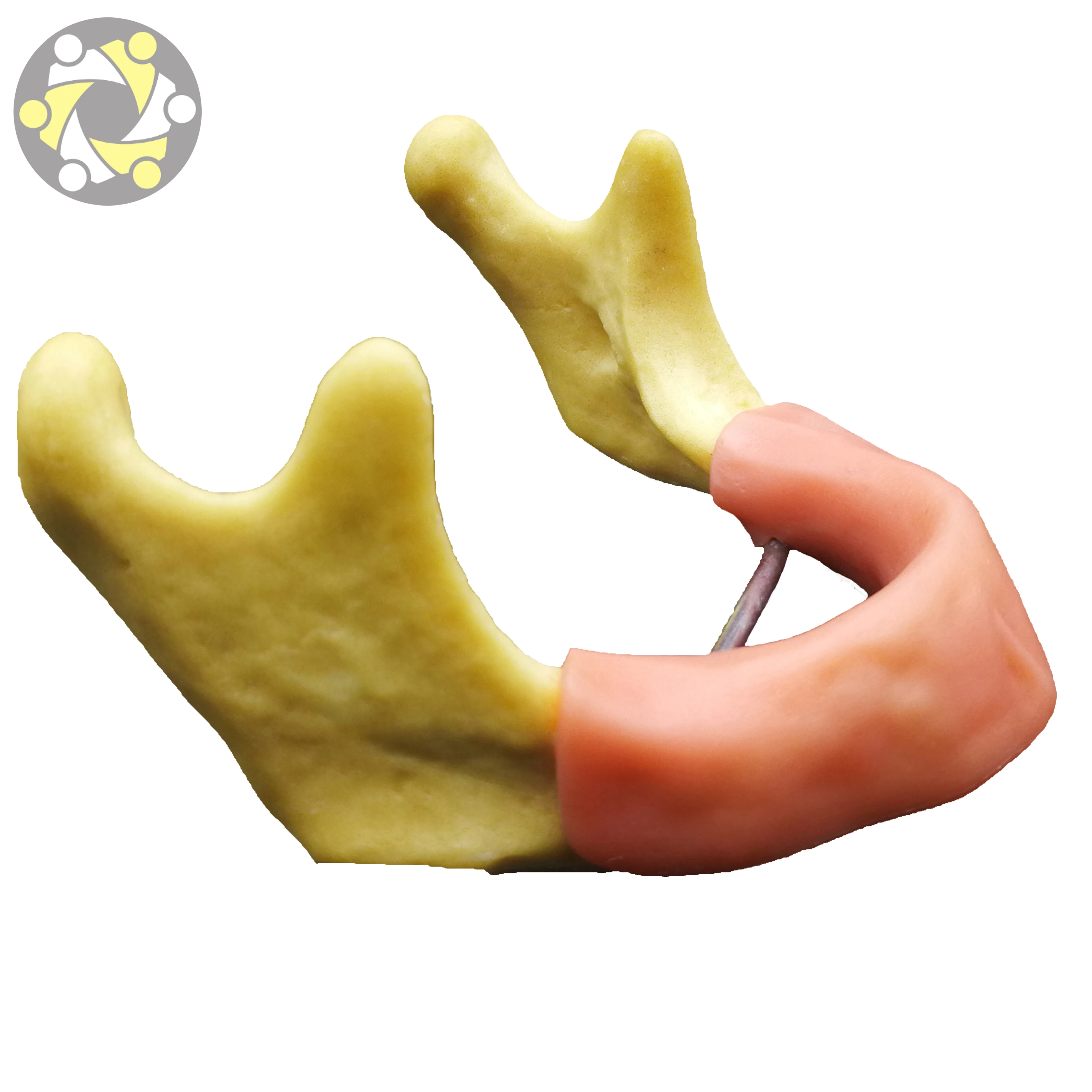 lower jaw Dental Model Implant Practice Model with Silicone gingiva for Student Practice Artificial bone