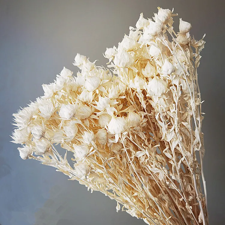 factory supply real natural flower Carthamus tinctoriu dried orange pineapple flower for flower arrangement