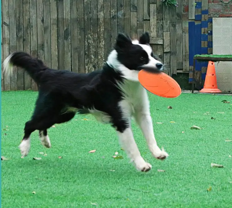 Новый продукт, плавающая собака, летающий диск способствует привлекательной игре собаки