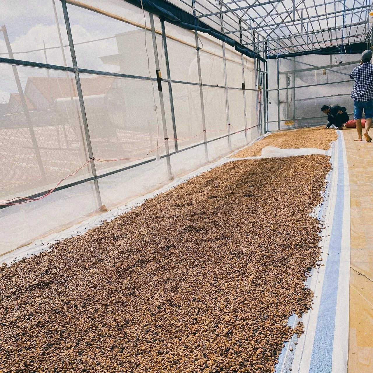 Arabica Green Coffee Beans Specialty  Arabica Catimor Green Coffee Beans Dry Processing Single Origin From VietNam Cau Dat Farm