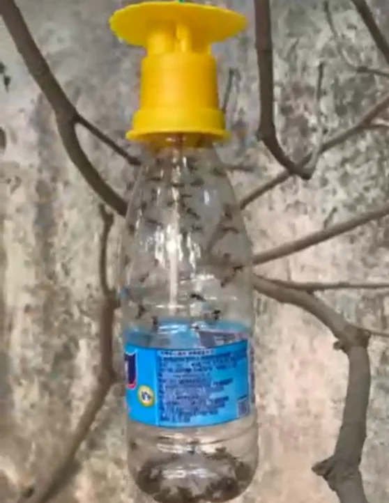 Non toxic Bactrocera dorsalis fruit fly pheromone lure melon fly bait Bactrocera cucurbitae lure trap