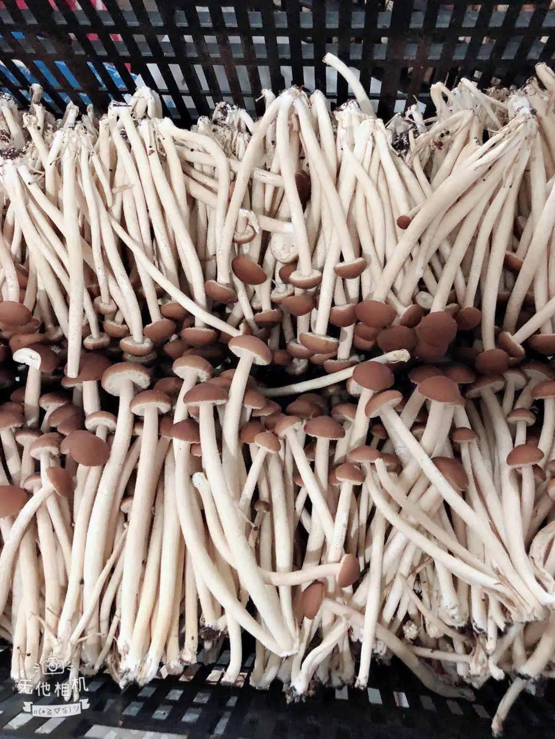 Detan Prices for Dry Royal Chestnut Wholesale Mushroom