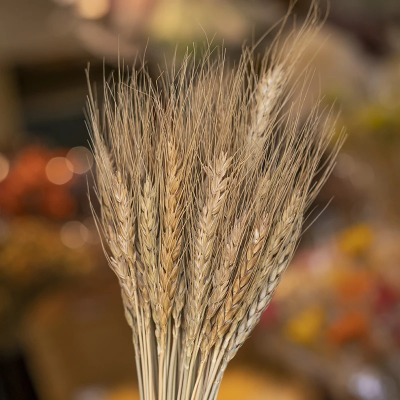 Wedding Centerpieces Decorative Natural Dry Wheat Bunches Grass Stalks Decor Sheaves Dried Wheat Flowers